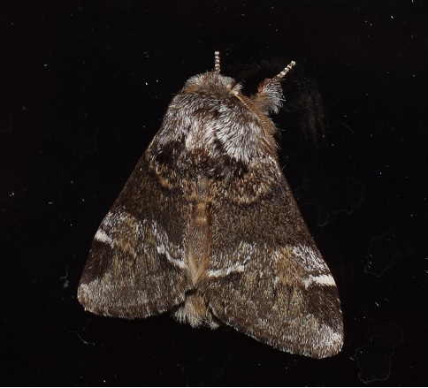 Drymonia dodonaea (Notodontidae)